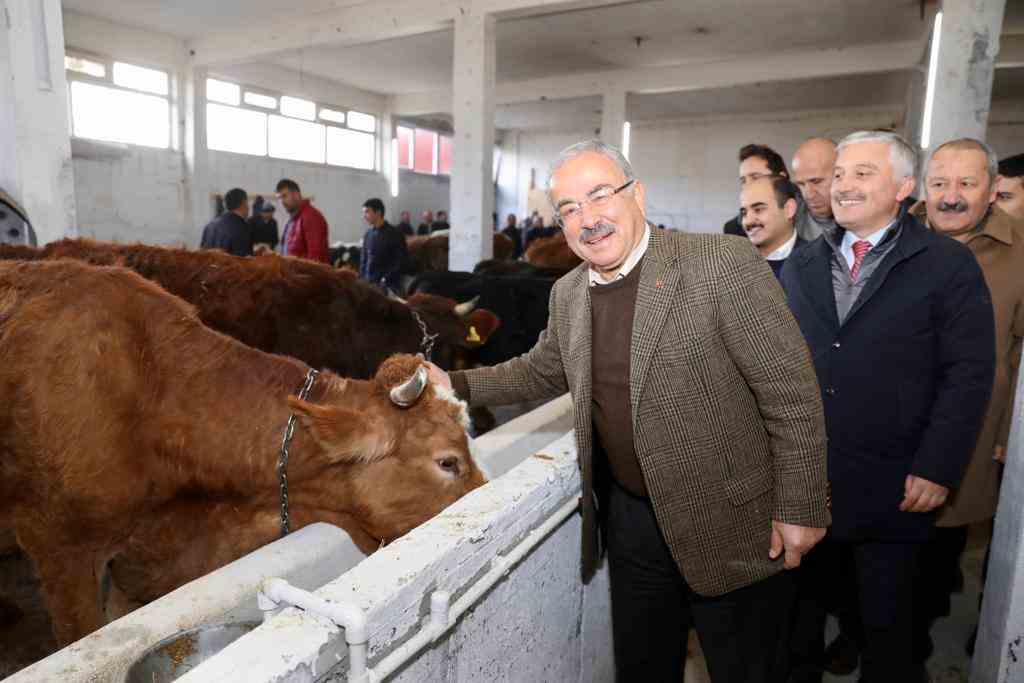 Büyükşehirden Kabadüz’e örnek besi çiftliği