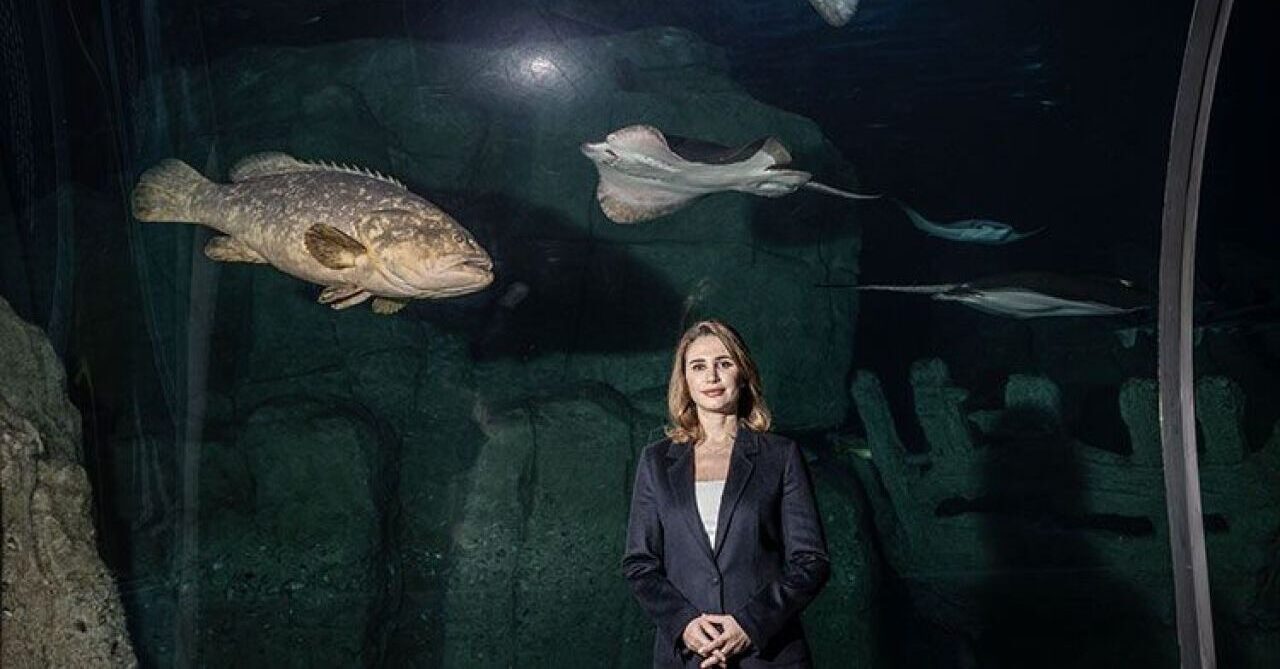Yaralı caretta caretta Asit mavi sularla buluşacağı günü bekliyor