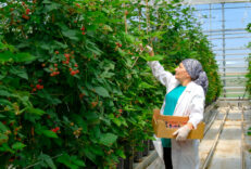 Lokman_Group_Elara_Tarim_11