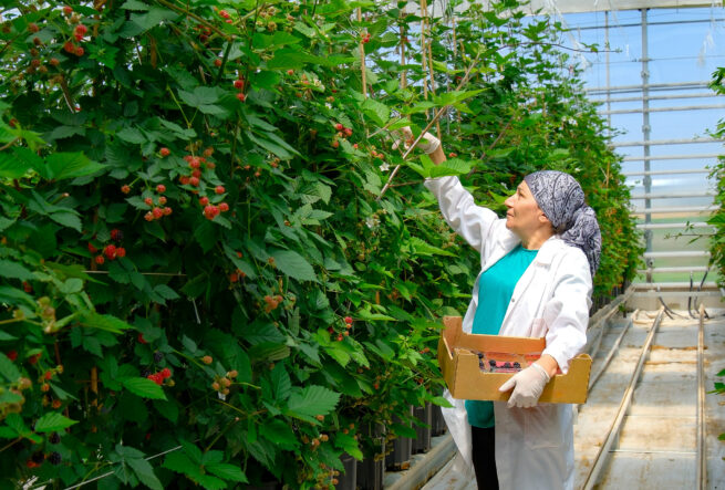 Lokman_Group_Elara_Tarim_11