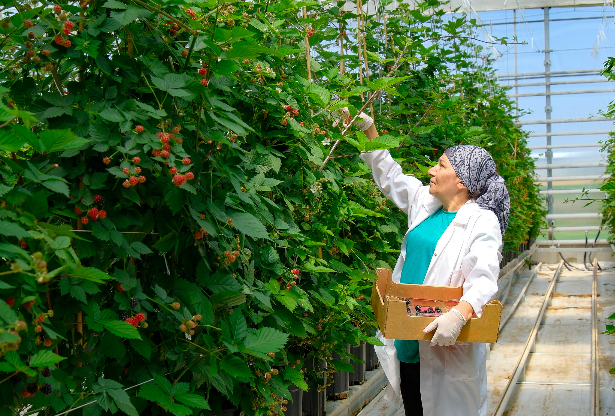 Seralarda sel felaketine Elara Tarım’dan dirençli çözüm