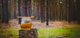 Jar of fresh honey and honey spoon on pine tree in woods.