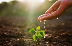 Hand,Is,Pouring,Water,On,A,Small,Plant.,Concept,Of
